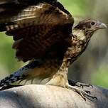 Caracara à tête jaune