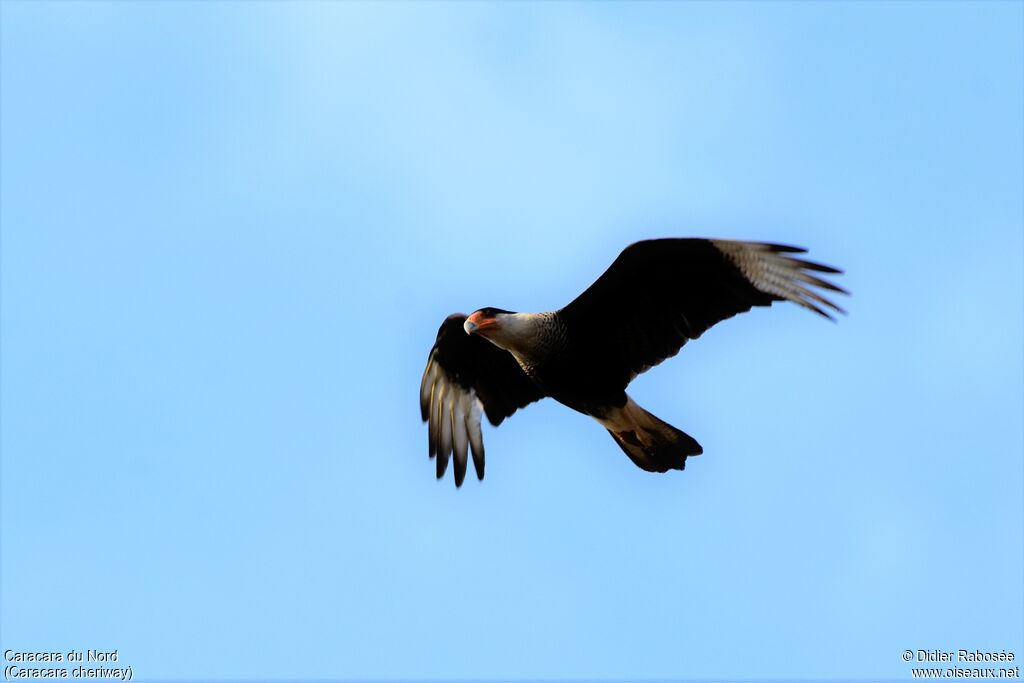 Northern Crested Caracara, Flight