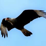 Crested Caracara (cheriway)