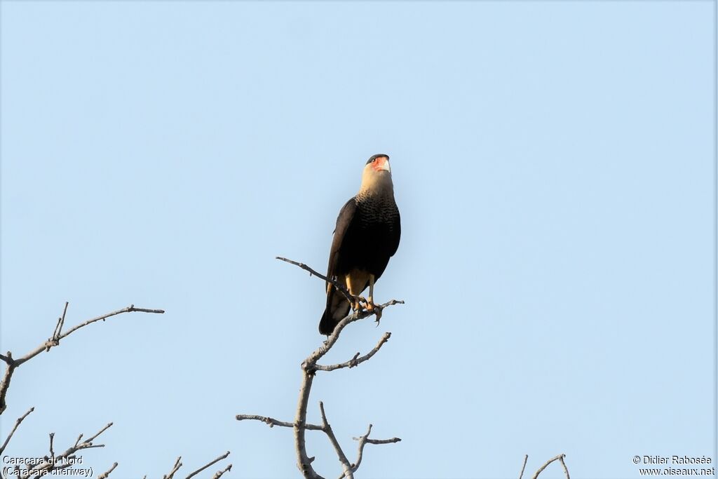 Caracara du Nordadulte