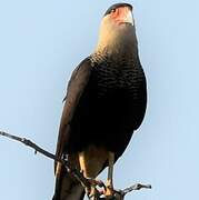 Crested Caracara (cheriway)