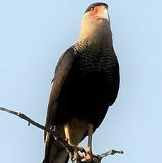 Caracara du Nord