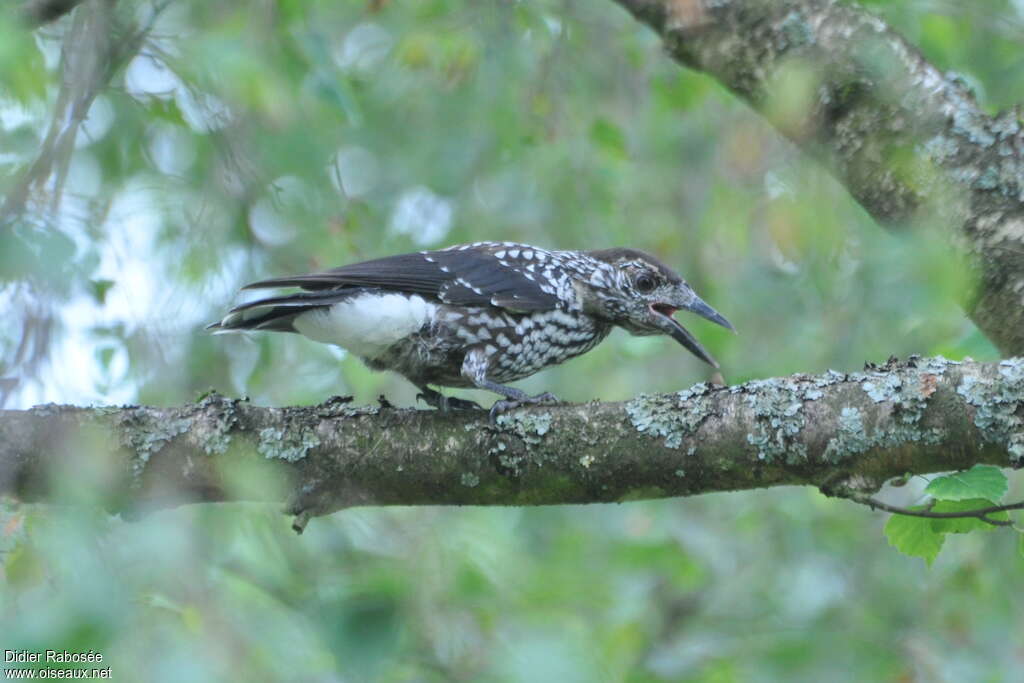 Spotted Nutcrackerjuvenile, identification