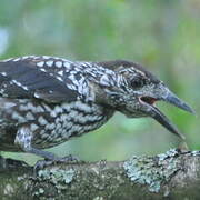 Northern Nutcracker