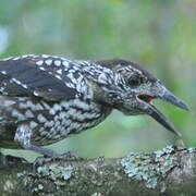 Spotted Nutcracker