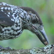 Spotted Nutcracker