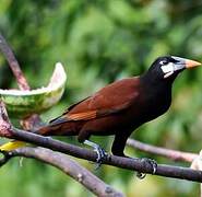 Montezuma Oropendola