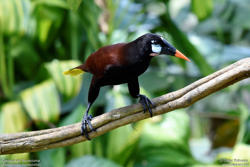 Montezuma Oropendola