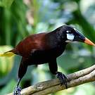 Cassique de Montezuma