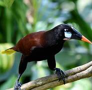 Montezuma Oropendola