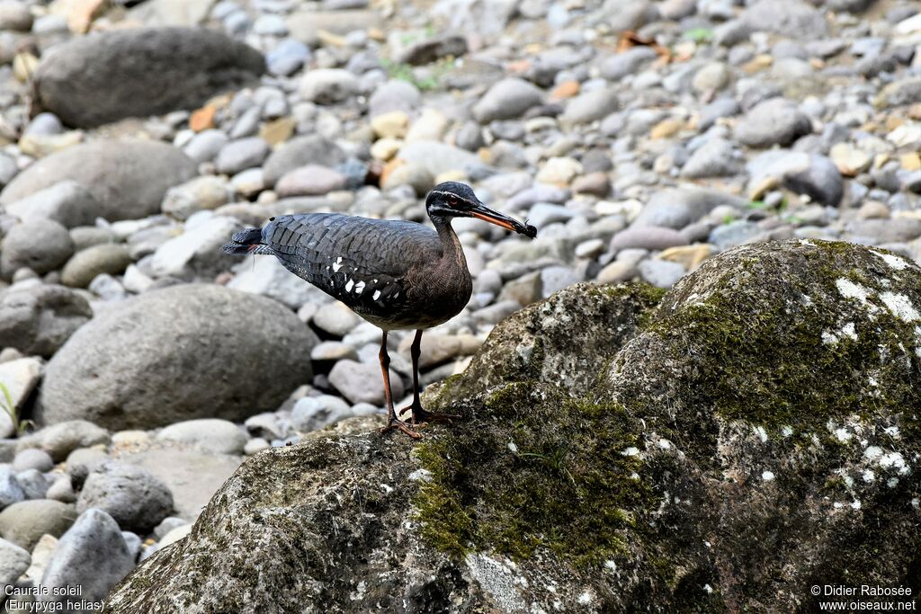 Sunbittern, fishing/hunting