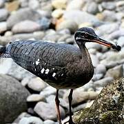 Sunbittern