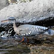 Sunbittern