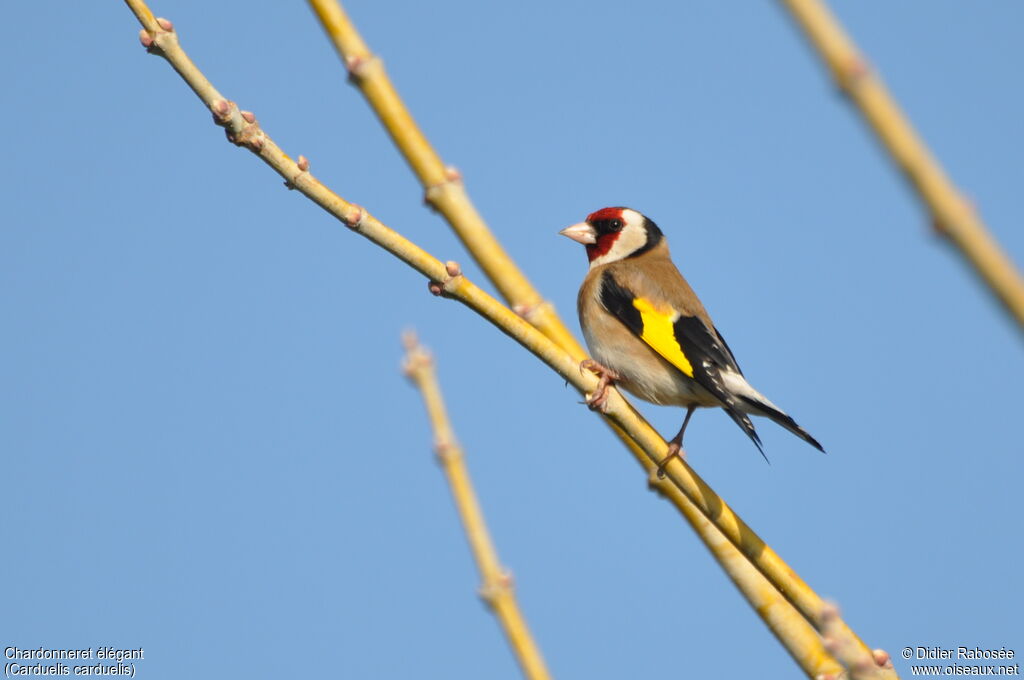 European Goldfinch