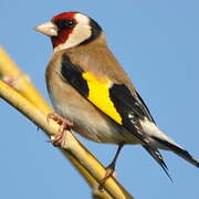 European Goldfinch