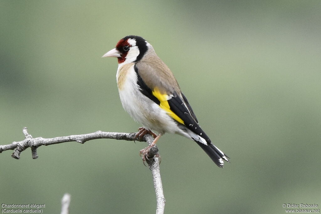 European Goldfinch