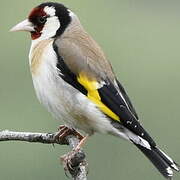 European Goldfinch