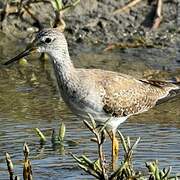 Lesser Yellowlegs