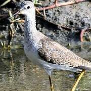 Lesser Yellowlegs