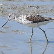 Common Greenshank