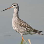 Spotted Redshank