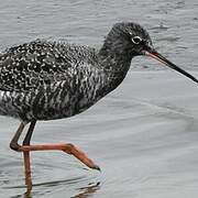 Spotted Redshank