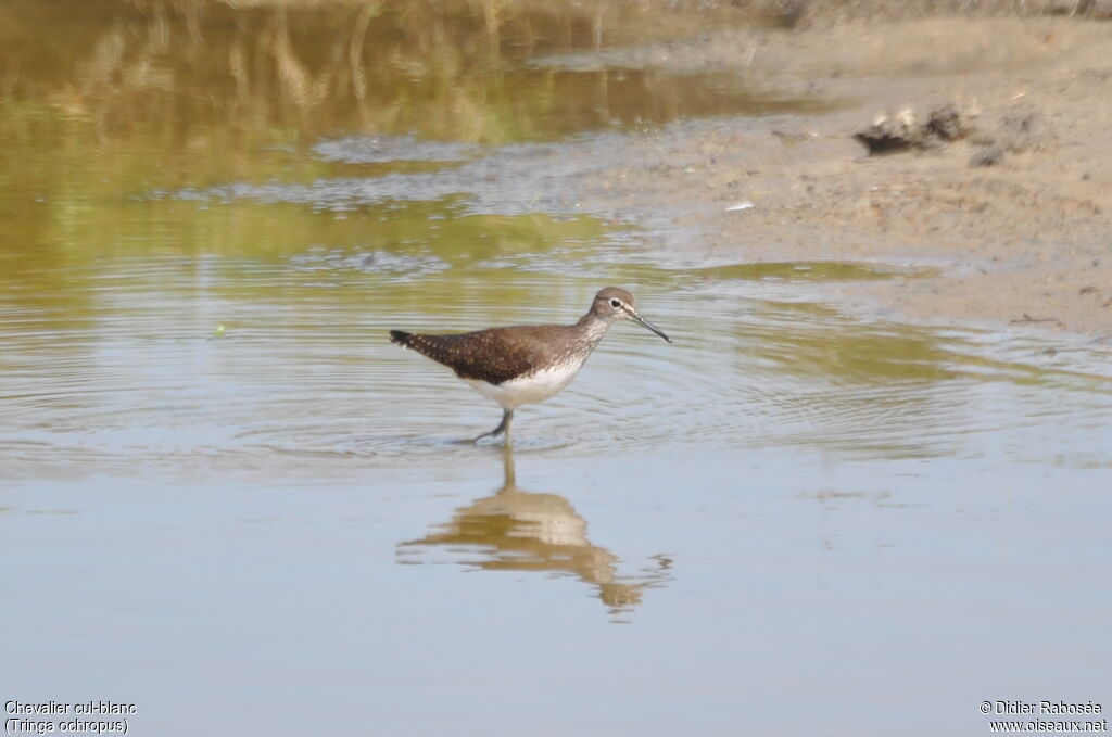 Green Sandpiper