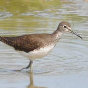 Green Sandpiper