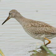 Common Redshank