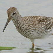 Common Redshank