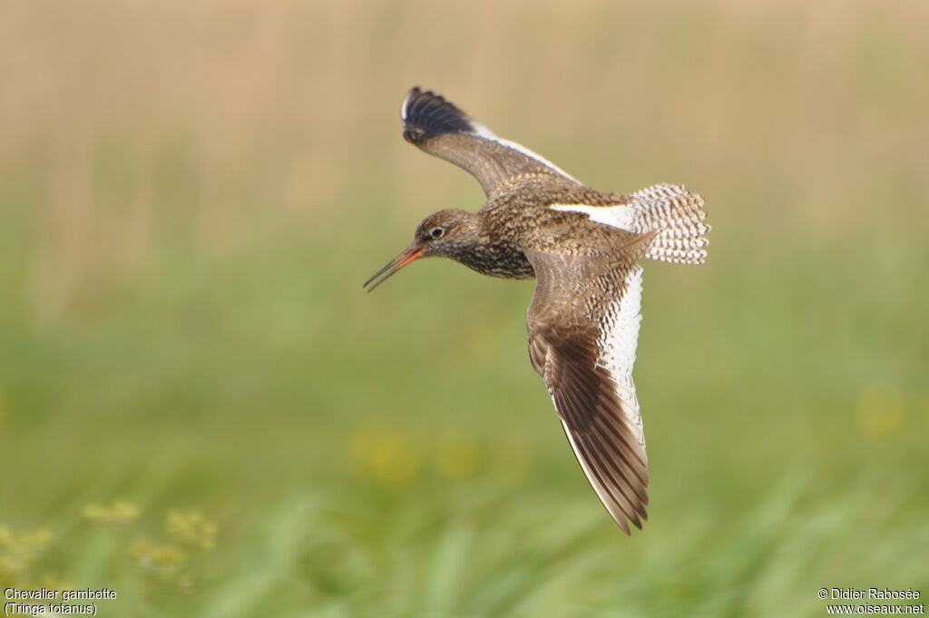 Common Redshankadult, Flight