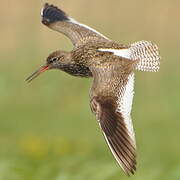 Common Redshank