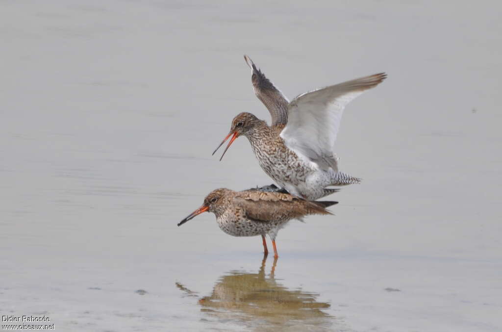 Common Redshankadult breeding, mating., Reproduction-nesting