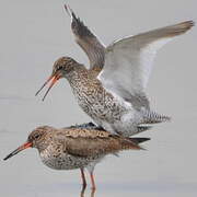 Common Redshank