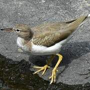 Spotted Sandpiper