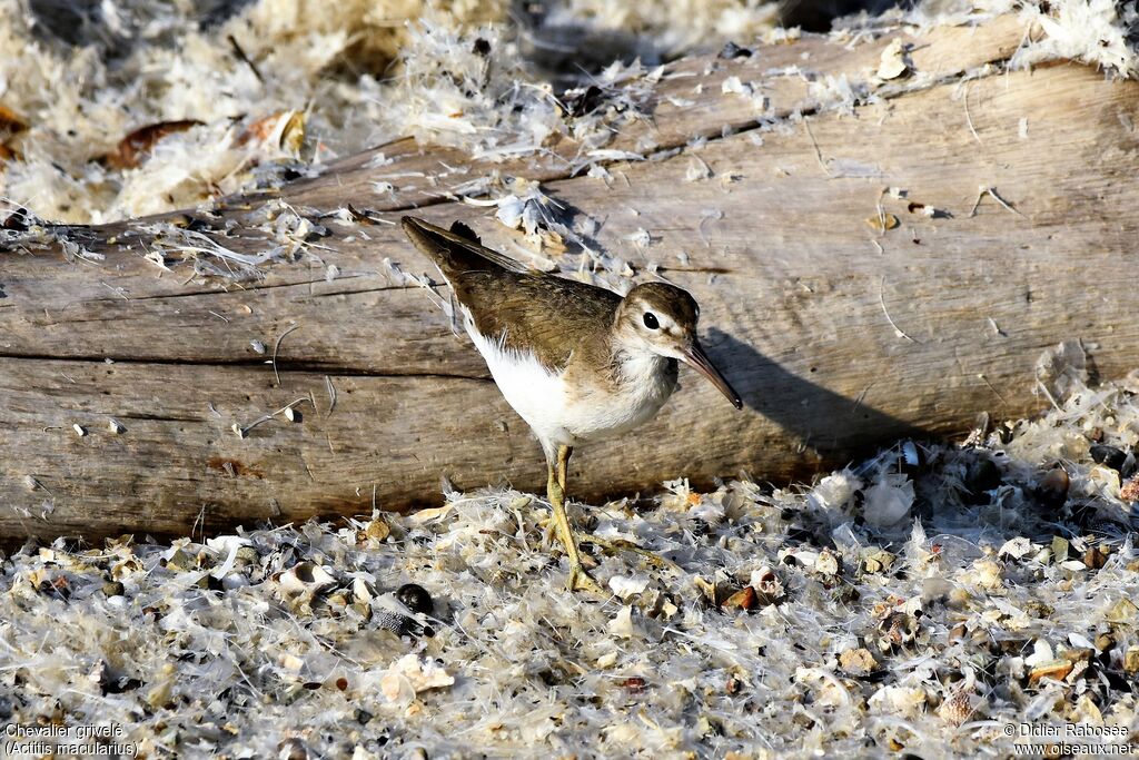 Spotted Sandpiperadult post breeding