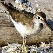 Spotted Sandpiper