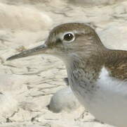 Common Sandpiper