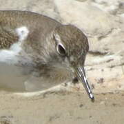 Common Sandpiper