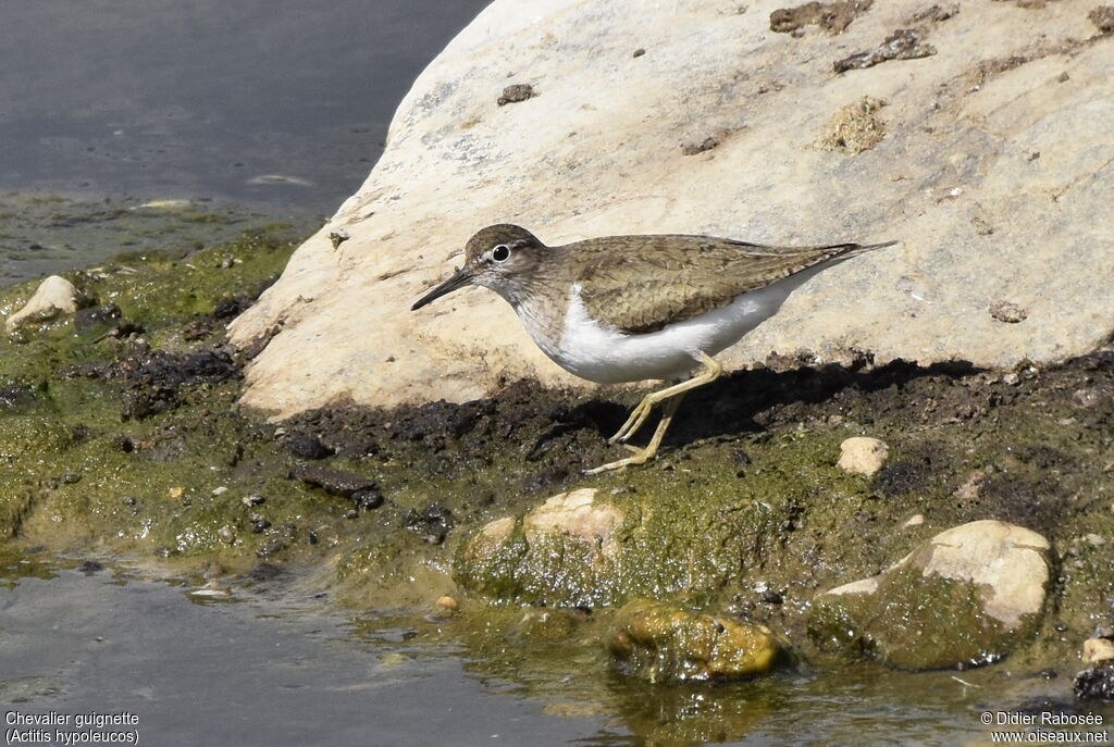 Common Sandpiperadult