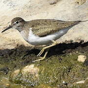 Common Sandpiper