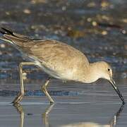 Willet