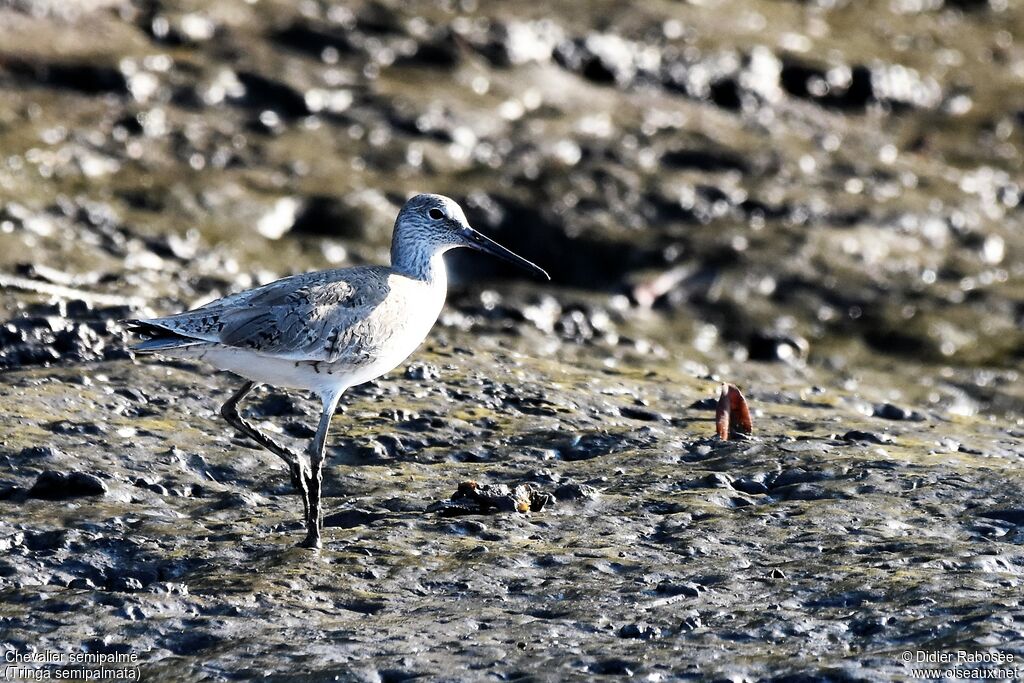 Willetadult post breeding, moulting