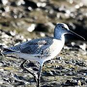 Willet