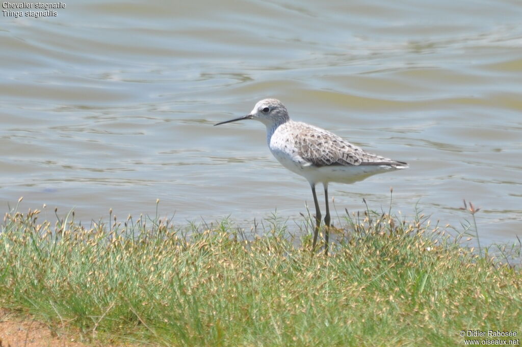 Marsh Sandpiper