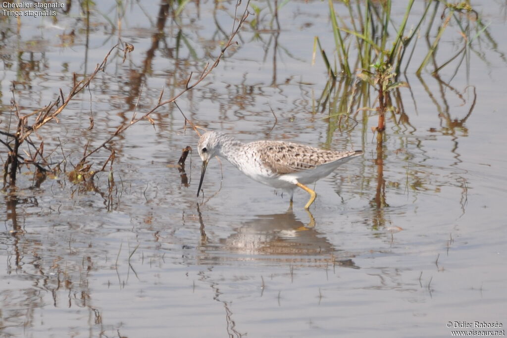 Marsh Sandpiper