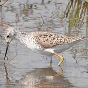 Marsh Sandpiper