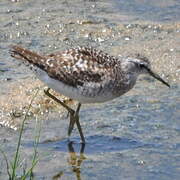 Wood Sandpiper