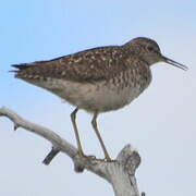 Wood Sandpiper