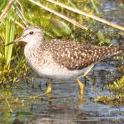 Wood Sandpiper